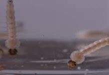 Caarapó confirma seis casos de chikungunya