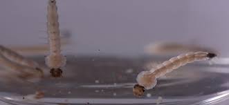 672668507_1275328131452689_3197082843304270763_n