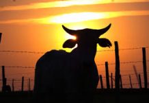 Idoso morre após ser esmagado por touros em fazenda de Caarapó