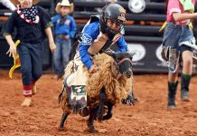 Segundo Bodoquena Rodeio Festival contará com rodeio em carneiros