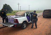 DOF intercepta 700 Kg de drogas que seriam entregues em Guaira PR