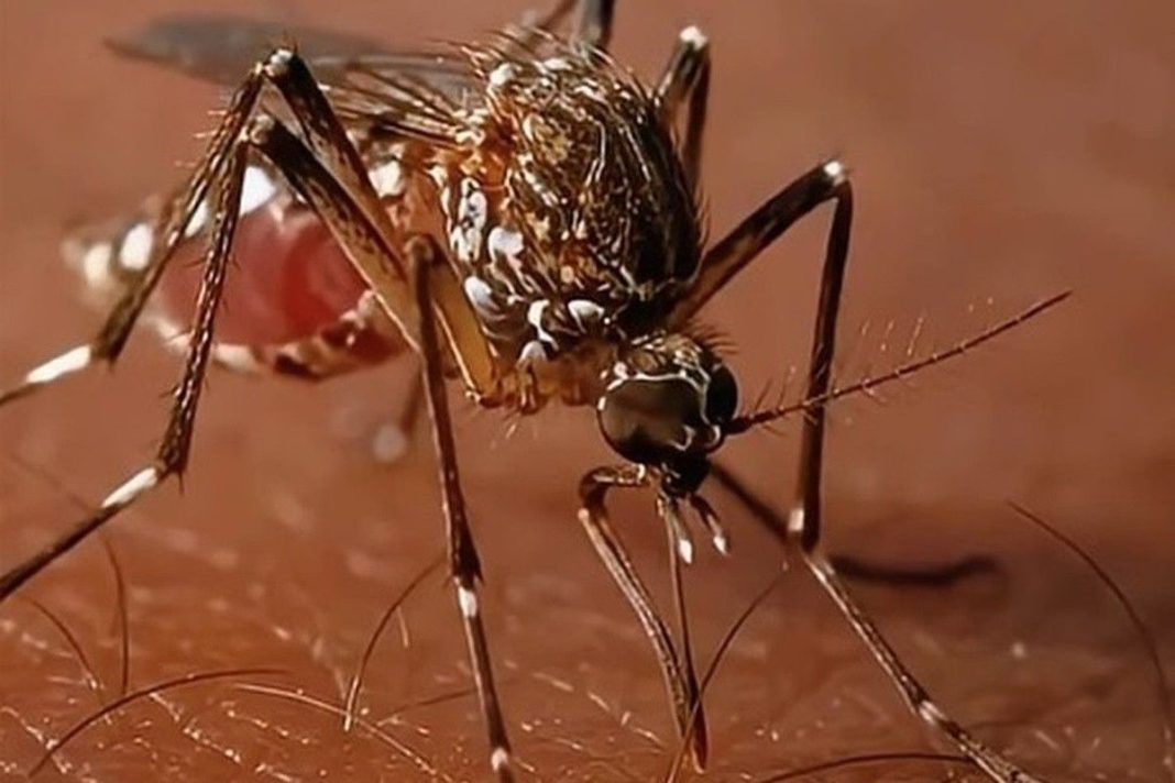 caarapo-reforca-importancia-da-vacinacao-contra-chikungunya-para-pessoas-de-18-a-59-anos-6ae0ad9070d43