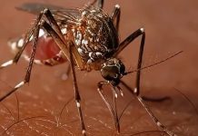 Caarapó reforça importância da vacinação contra chikungunya para pessoas de 18 a 59 anos